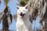 AKITA INU 203